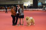 Bestial firaReus Exposició Internacional Canina Diari Reus Digital