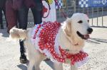 Carnaval més animal Gent i Gossos Diari Reus Digital