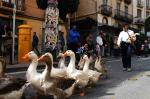 Tres Tombs Reus Sant Antoni reusdigital 