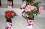 reusdigital.cat 62è concurs nacional de roses